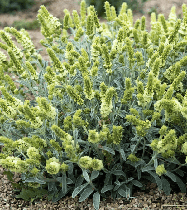 Greek Mountain Tea Plant (3.25" pot)